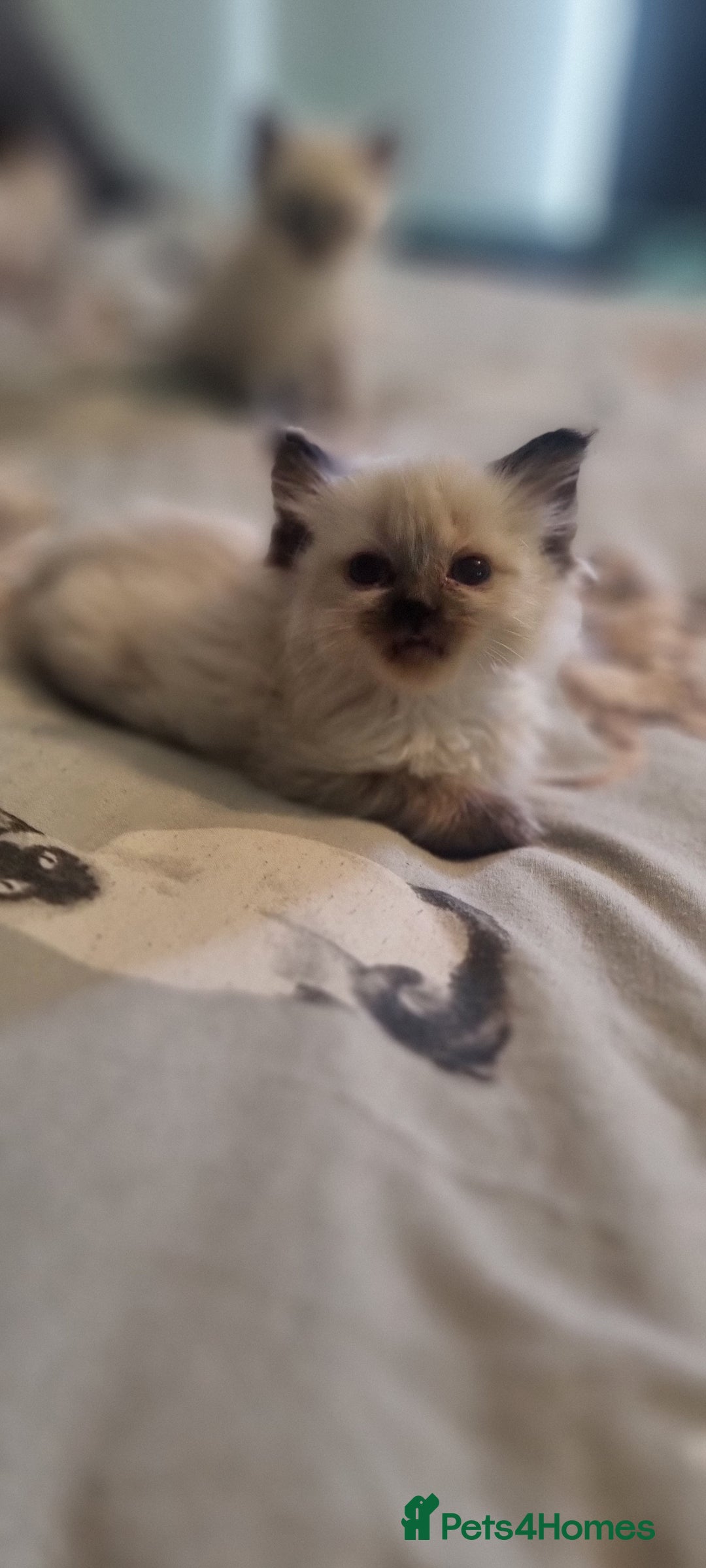 Ragdoll cats for sale: Ragdoll kittens - Image 5