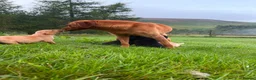 Labrador Retriever dogs for sale: Beautiful Kennel Club Registered Labradors Puppies in Brechin - Advert 6