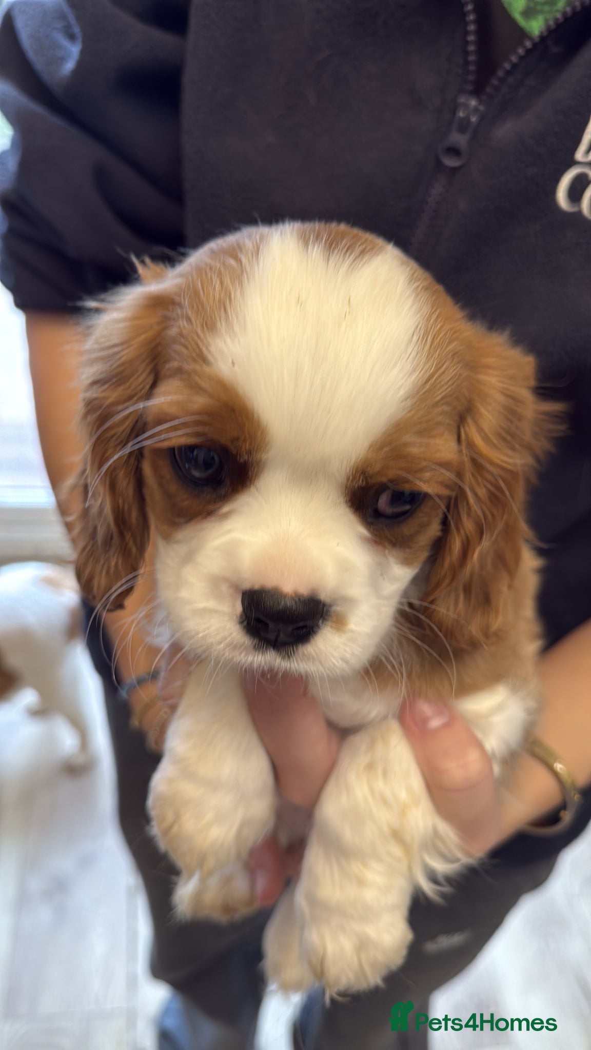 Cavalier King Charles Spaniel dogs Blenheim Cavalier King Charles male pups - Advert 1