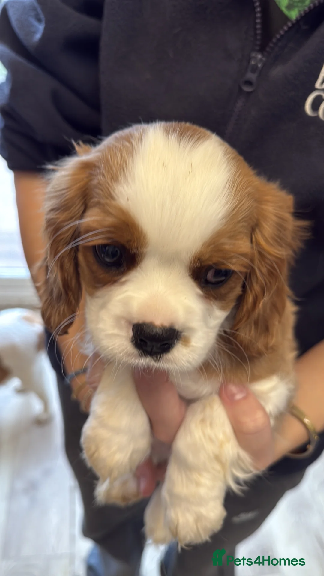 Cavalier King Charles Spaniel dogs for sale: KC reg Blenheim Cavalier King Charles pups - Advert 6
