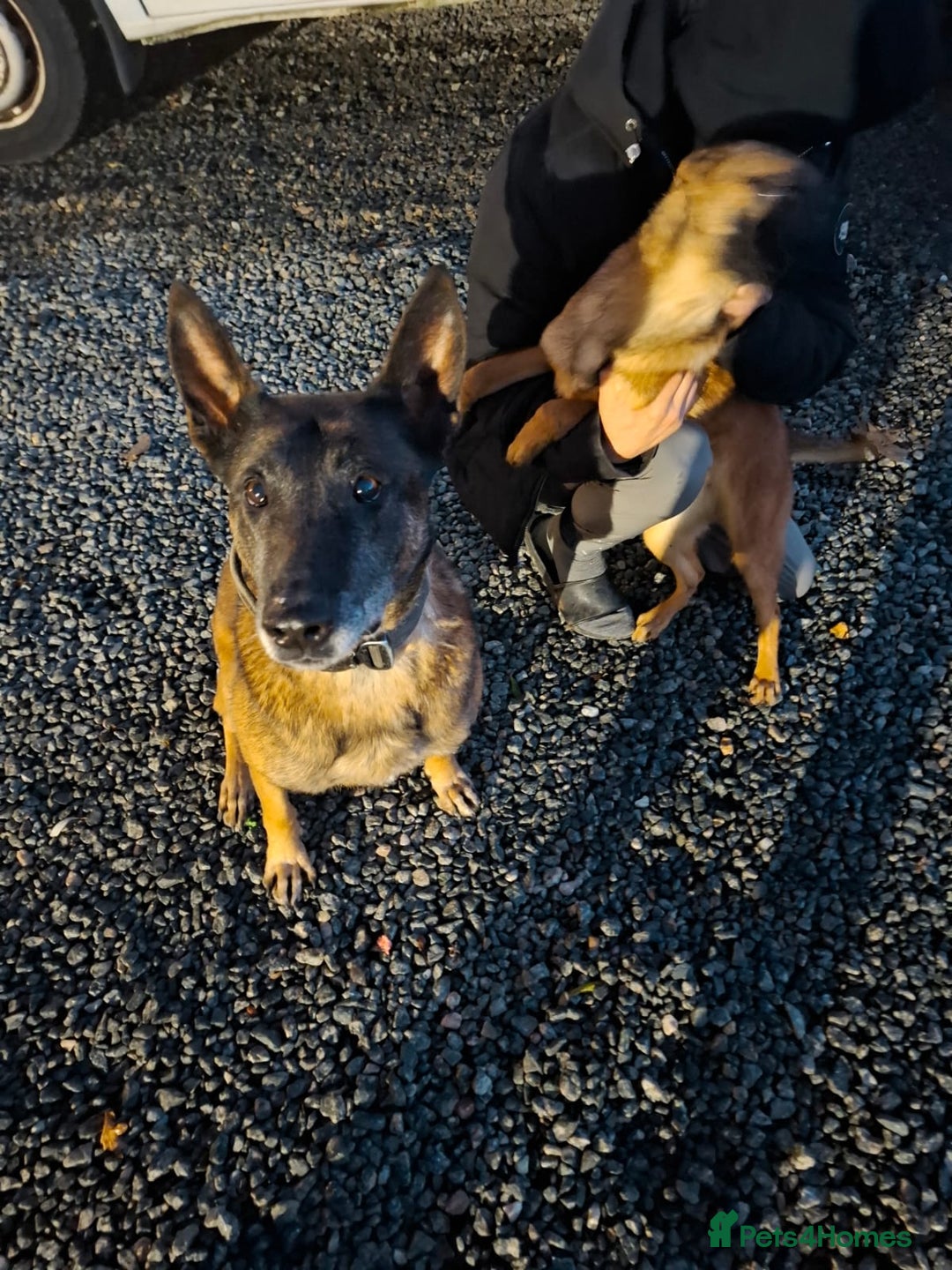 Belgian Shepherd Dog dogs for sale: 4 month old Belgium shepherd  - Advert 2