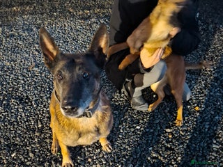 Belgian Shepherd Dog dogs 4 month old Belgium shepherd - Advert 1