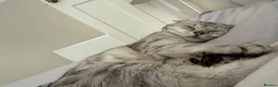 Scottish Fold cats for sale: Freddie 2 year old - Advert 2