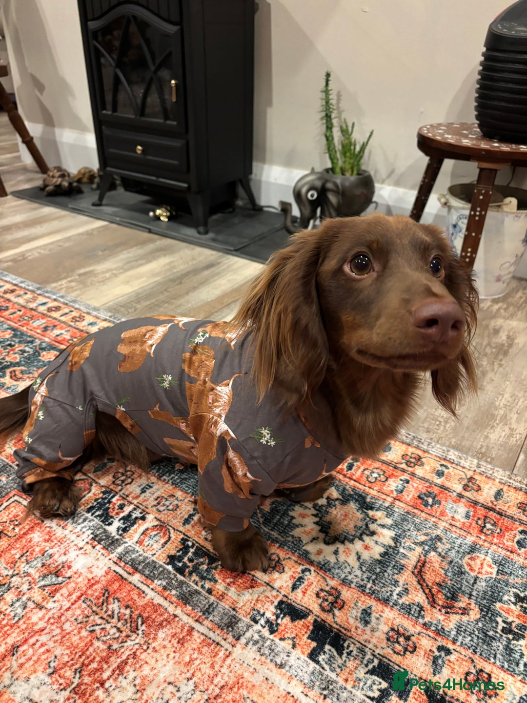 Miniature Dachshund dogs for stud: Long haired miniature dachshund stud - Advert 4