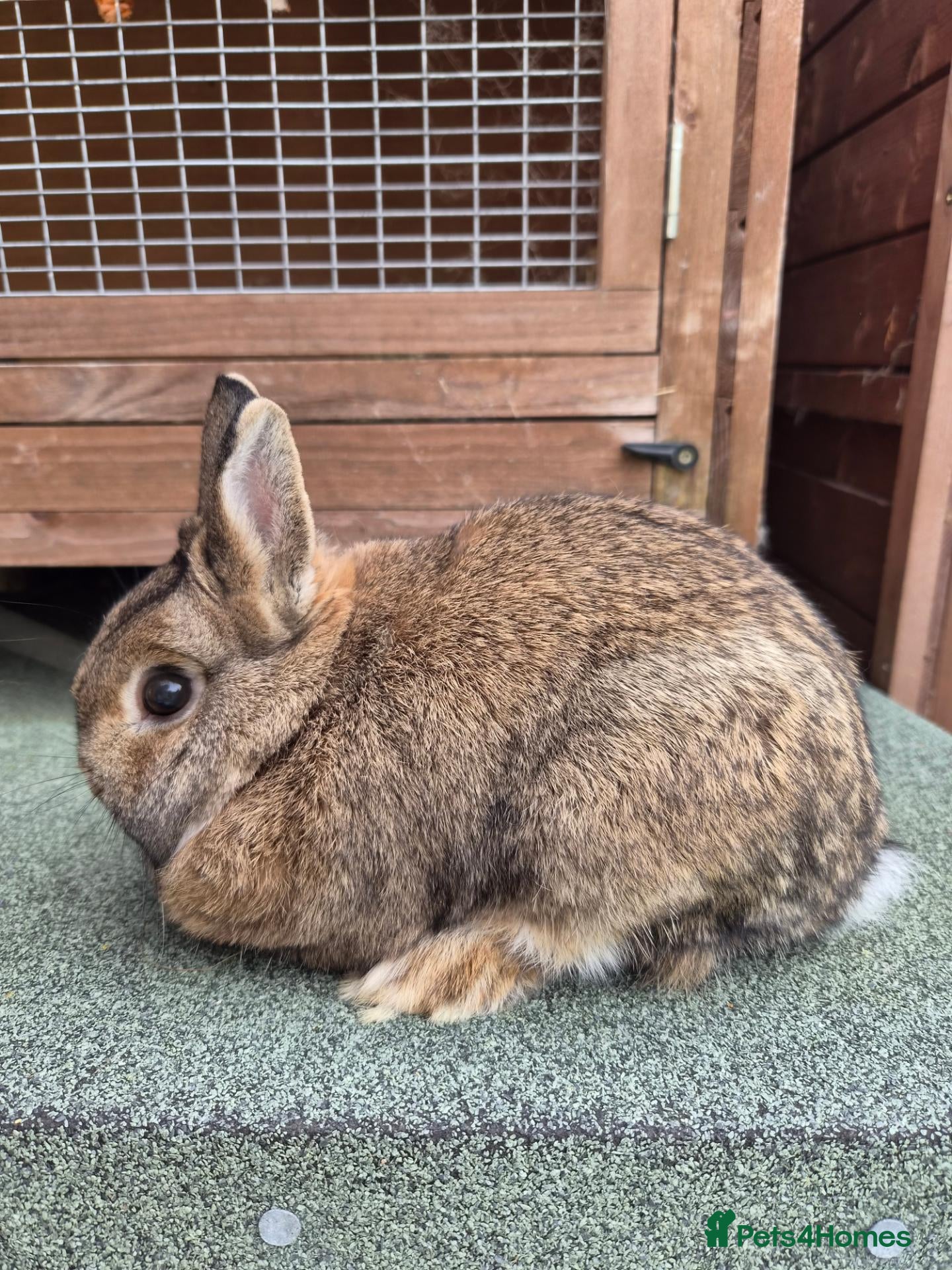 Netherland Dwarf rabbits Agouti Netherland Dwarf Buck - Advert 12