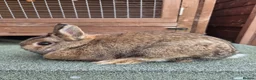 Netherland Dwarf rabbits for sale: Agouti Netherland Dwarf Buck - Advert 1