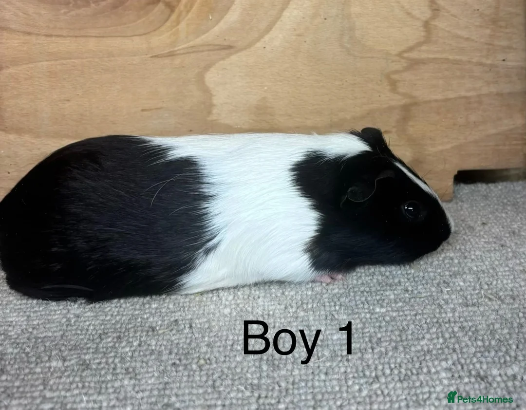 Guinea Pig rodents for sale: 10 -12 week old male Guinea Pigs ready now - Advert 1