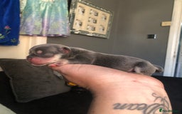 American Bully dogs for stud: ABKC REGISTERED POCKET BULLY STUD in Waterlooville - Image 7