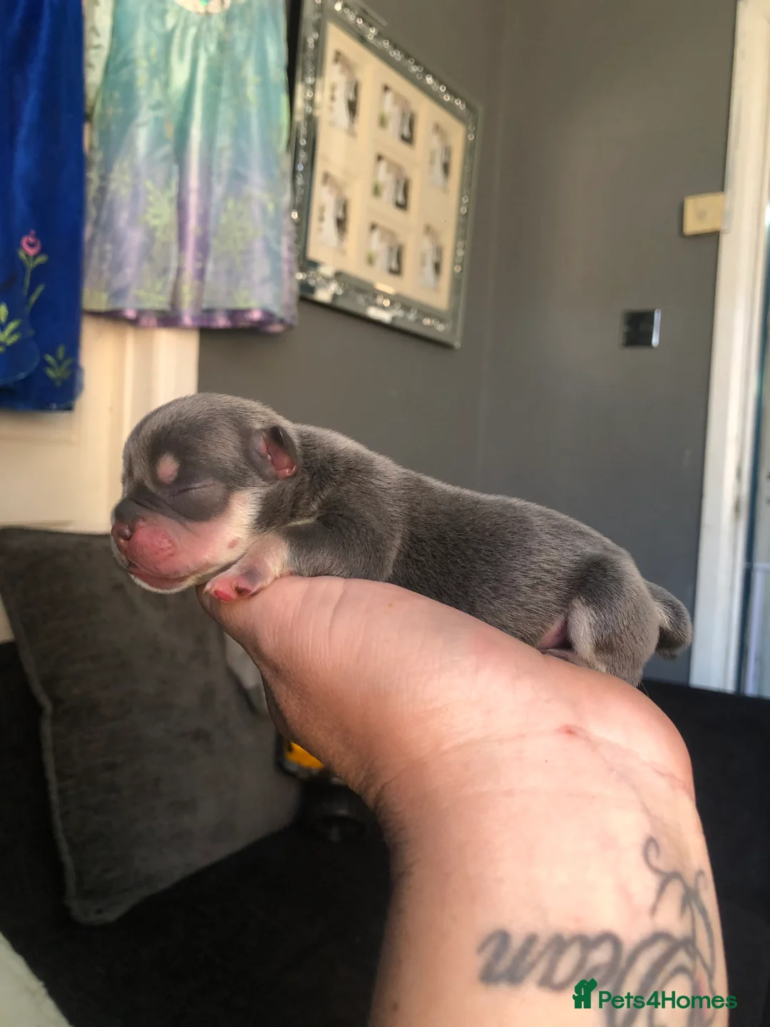 American Bully dogs for stud: ABKC REGISTERED POCKET BULLY STUD in Waterlooville - Advert 7