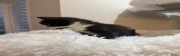 Mixed Breed cats for sale: Beautiful kittens looking for forever homes - Advert 17