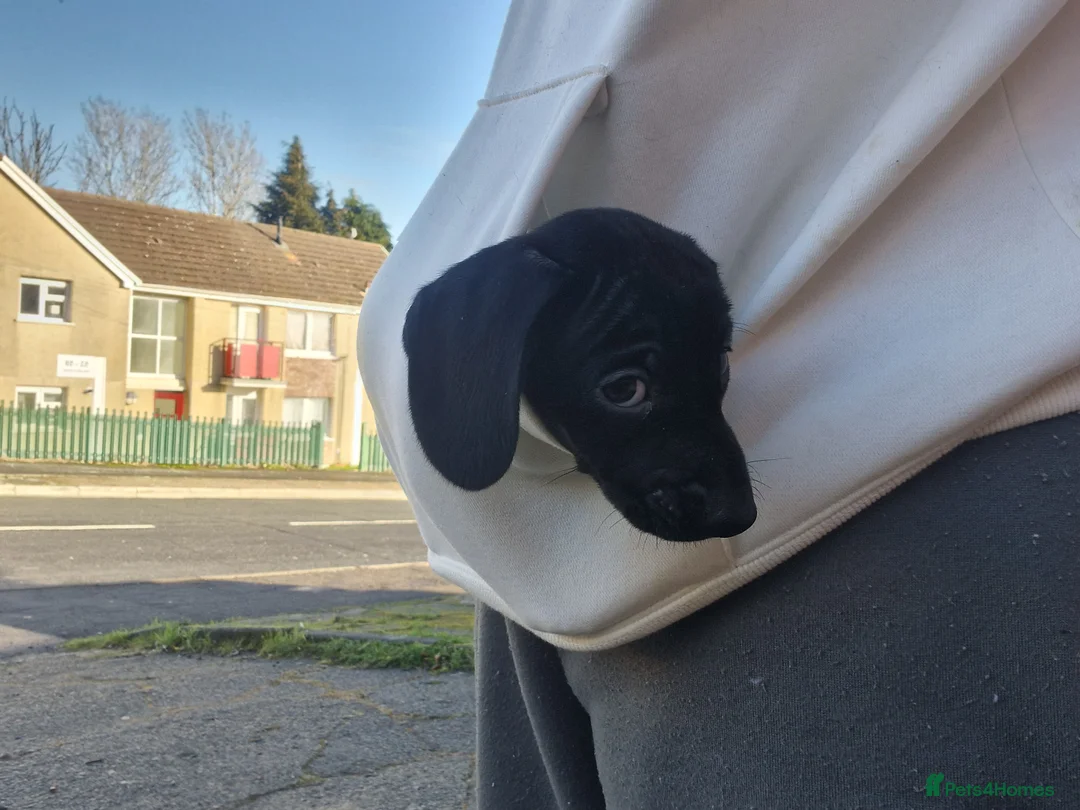 Miniature Dachshund dogs for sale: Miniature dachshund  - Advert 24