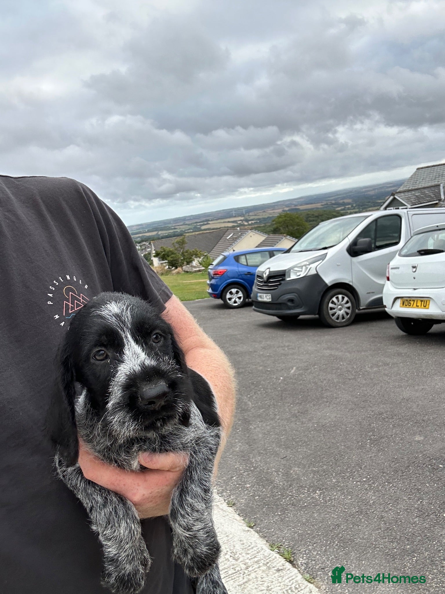 German Wirehaired Pointer dogs German wired haired pointer pups for sale  - Advert 2