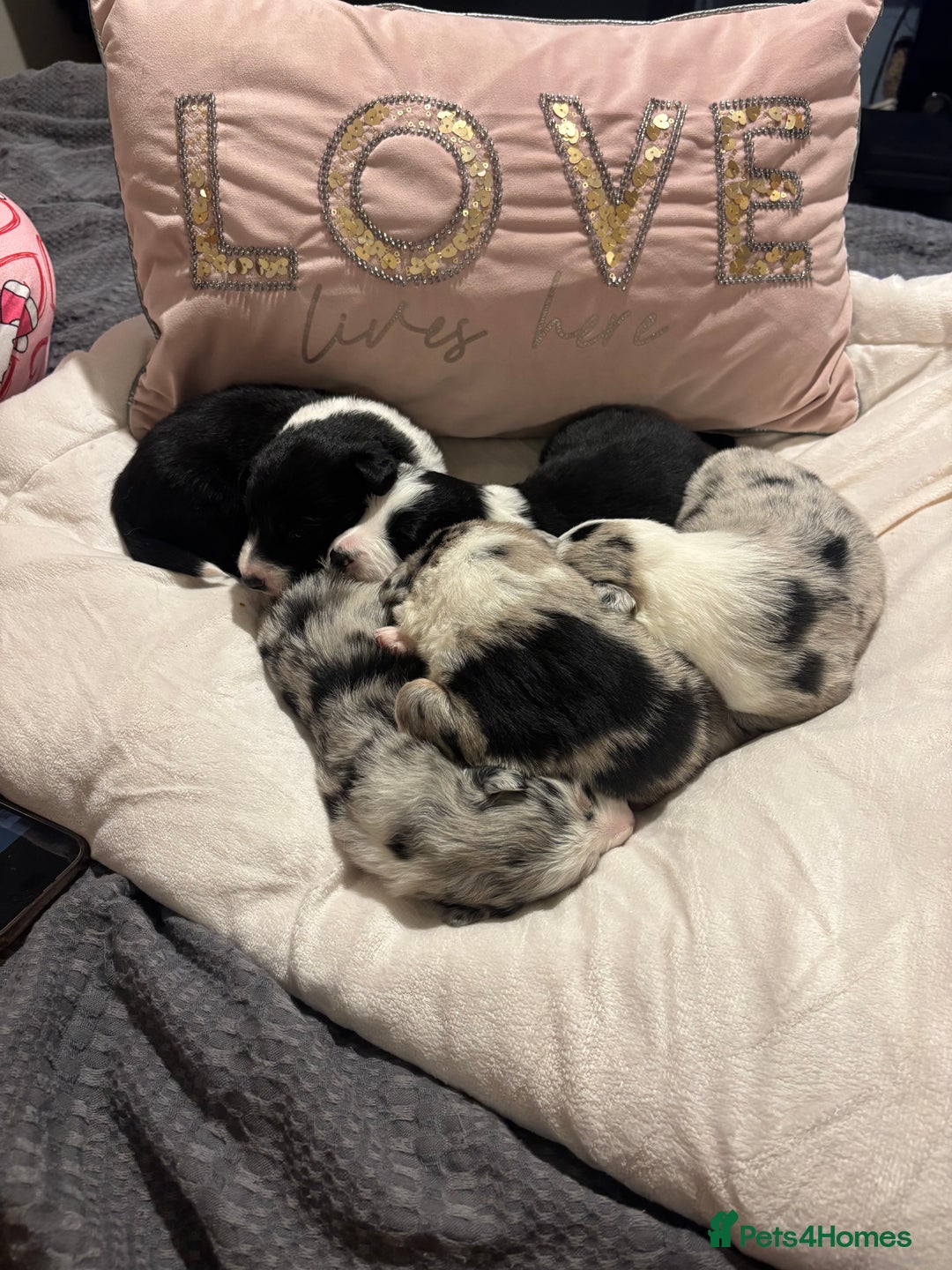 Border Collie dogs for sale: Border collie puppy’s ready to reserve  - Image 11