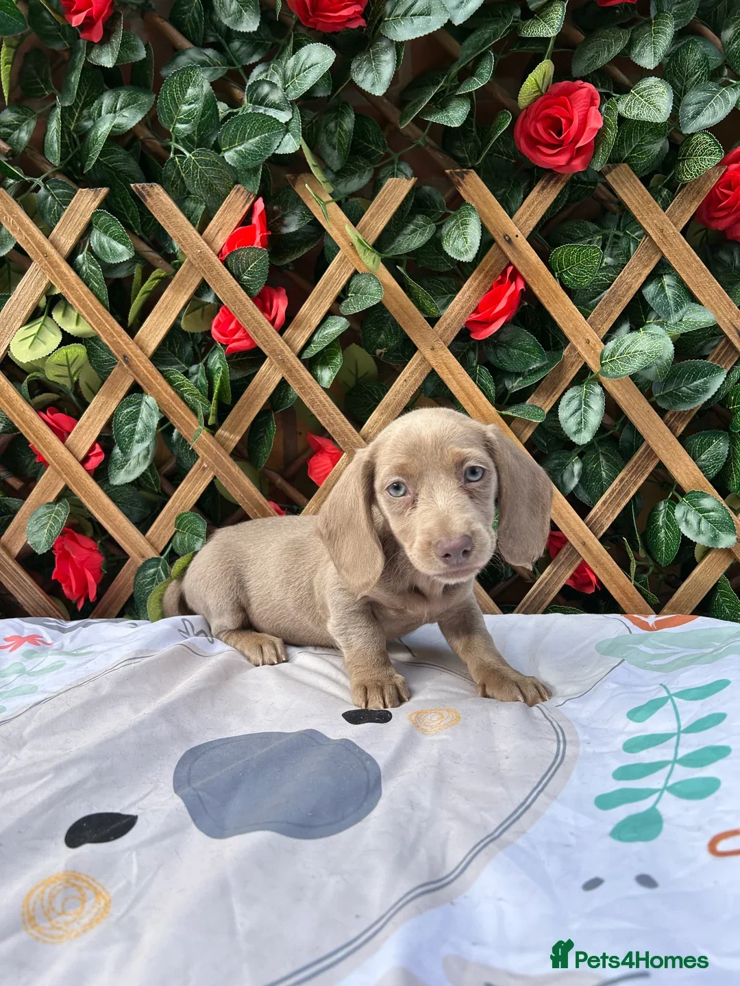 Miniature Dachshund dogs for sale: SOLID ISABELLA  FEMALE MINI KC REG HEALTH TESTED - Advert 1