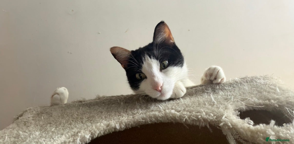 Domestic Shorthair cats kittens available - Advert 10