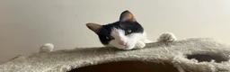 Domestic Shorthair cats for sale: kittens available - Advert 1