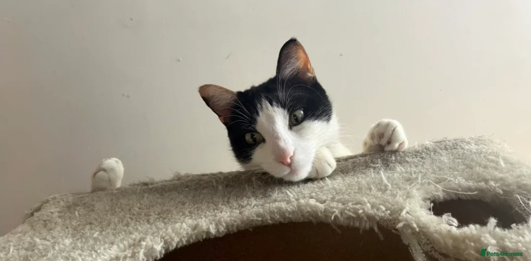 Domestic Shorthair cats for sale: kittens available - Advert 1