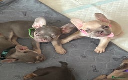 French Bulldog dogs for sale: Last 3 pups available !!Kc French bulldog puppy’s  - Image 20