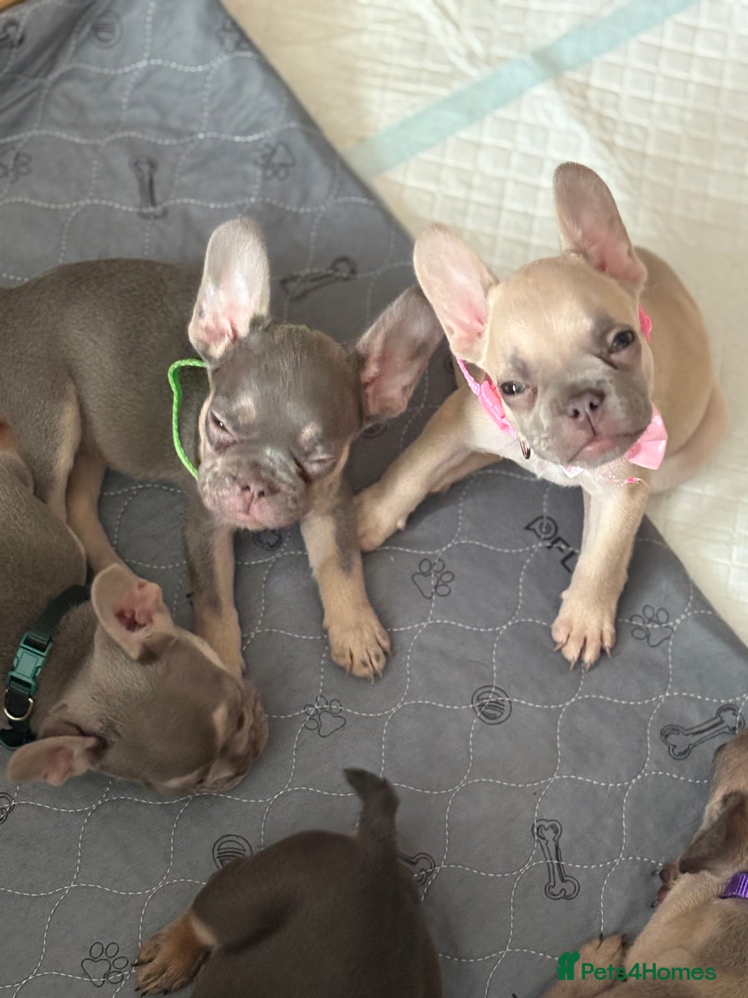 French Bulldog dogs for sale: Last 3 pups available !!Kc French bulldog puppy’s  - Image 20