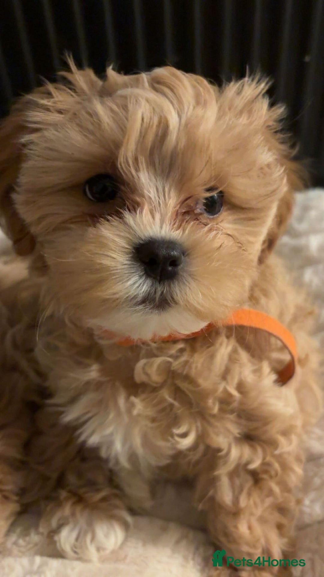 Shihpoo dogs for sale: Shihpoo puppies looking for homes - Advert 2