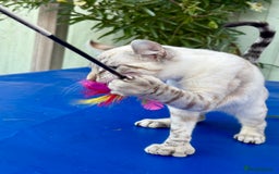 Keetso cats for sale: Wild looking polydactyl curled eared snow leopard  - Image 25