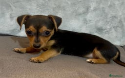 Jack Russell dogs for sale: 🌈 Rare Coloured Old Fashion Type Jack Russel’s 😂 - Image 3