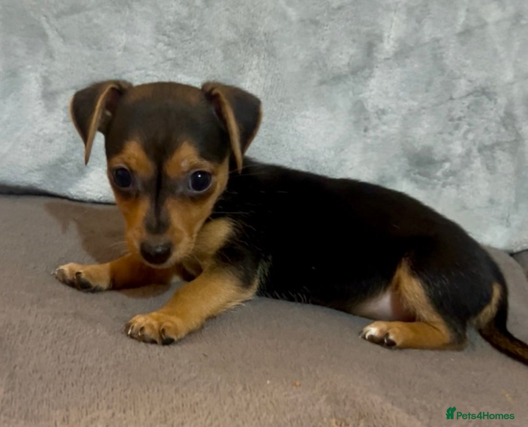 Jack Russell dogs for sale: 🌈 Rare Coloured Old Fashion Type Jack Russel’s 😂 - Image 3
