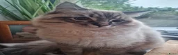 Ragdoll cats for sale: Ragdoll male in Warwick - Advert 3