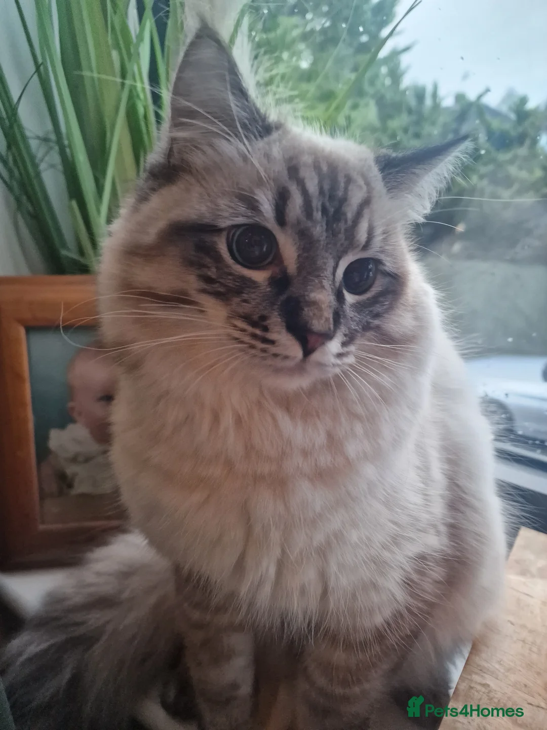 Ragdoll cats for sale: Ragdoll male in Warwick - Advert 3