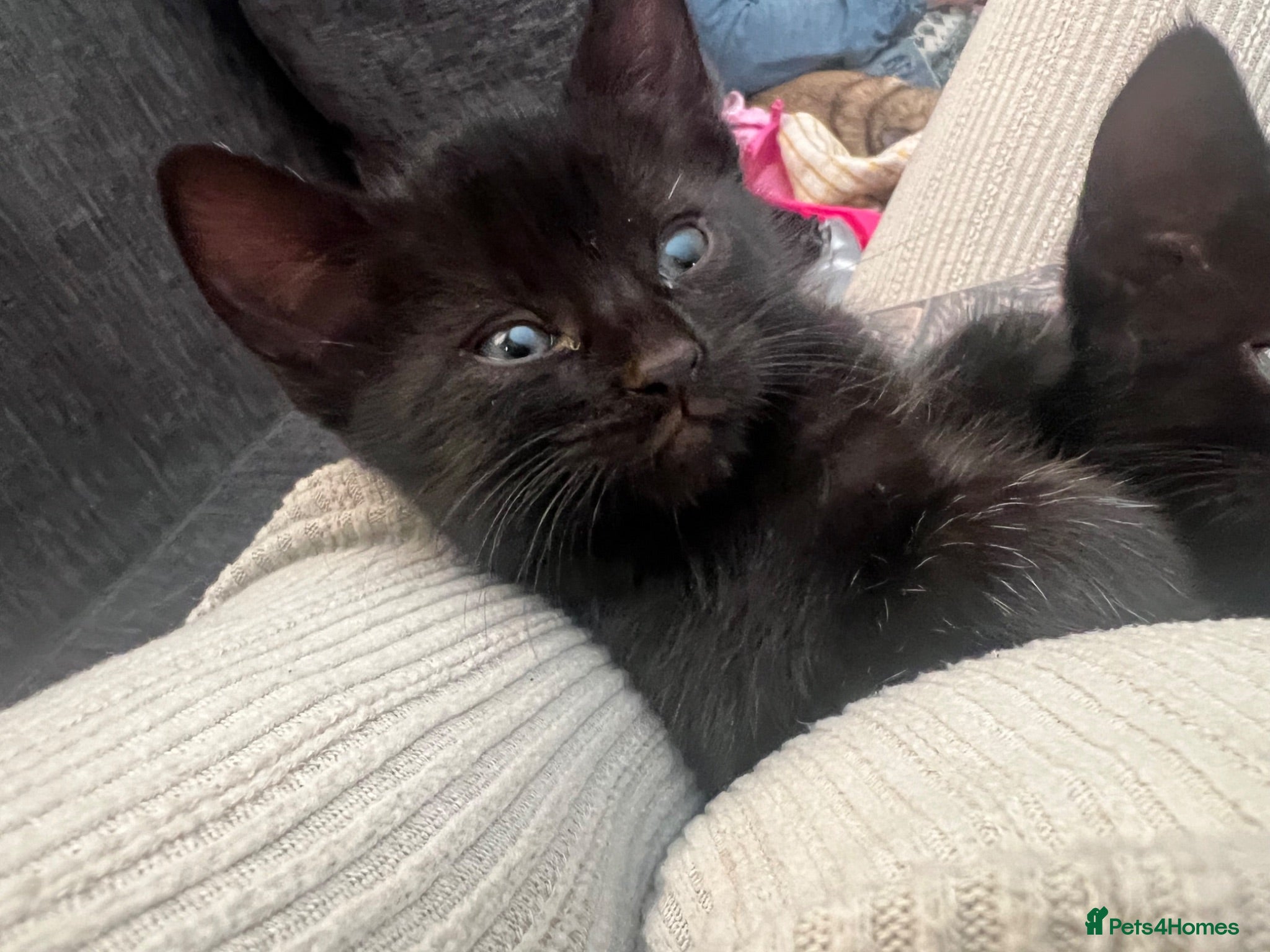 Mixed Breed cats Kittens  - Advert 15
