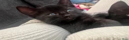 Mixed Breed cats for sale: Kittens  - Advert 1