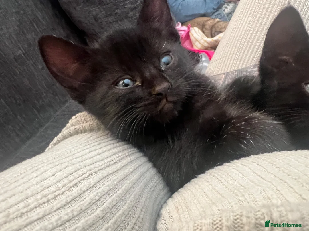 Mixed Breed cats for sale: Kittens  - Advert 1