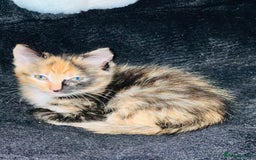 Bengal cats for sale: Beautiful Kittens - Image 11