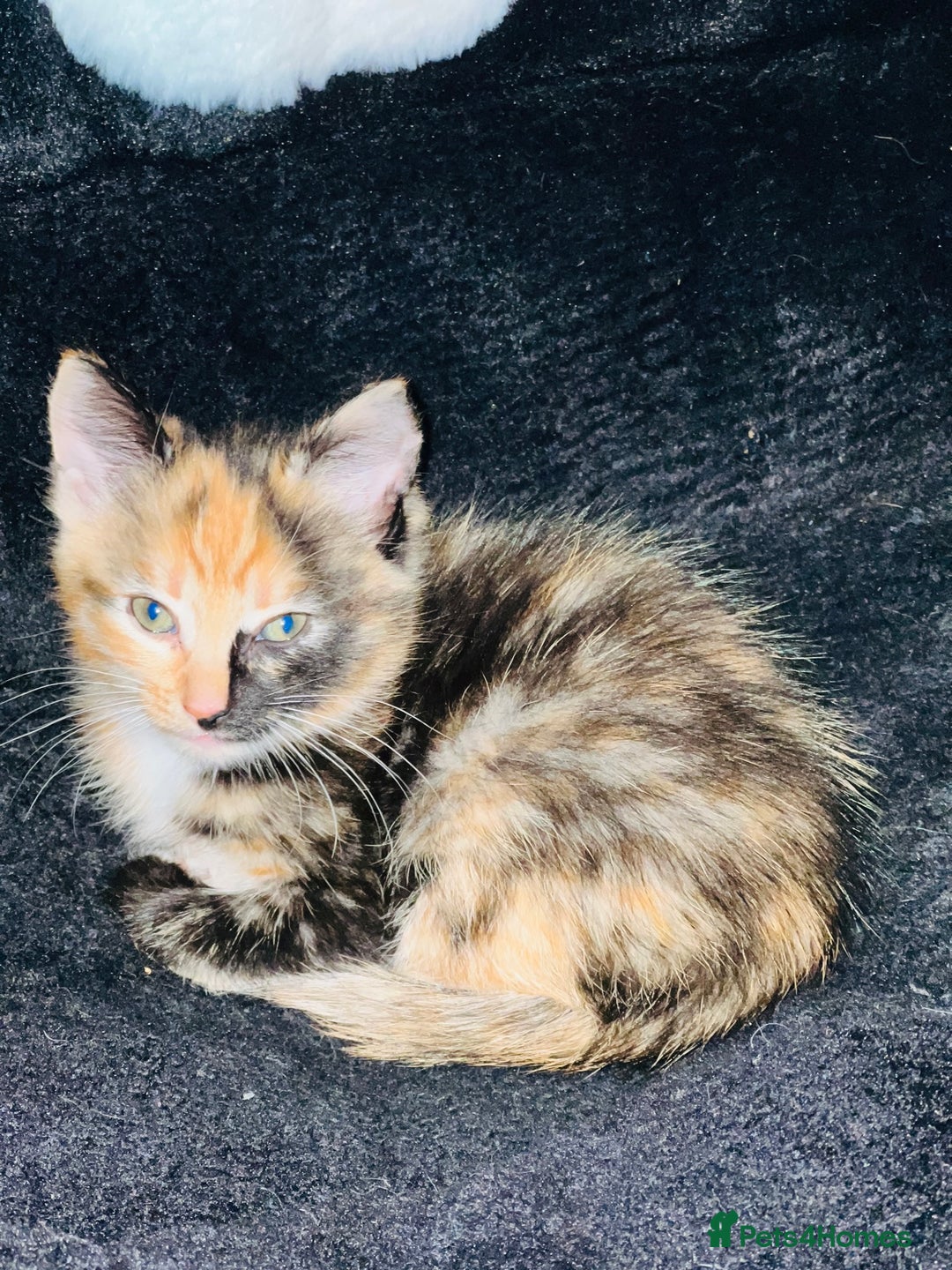 Bengal cats for sale: Beautiful Kittens - Image 11
