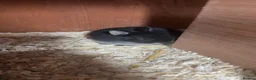 Netherland Dwarf rabbits for sale: Pure Bred Netherland Dwarf Rabbits  - Advert 7
