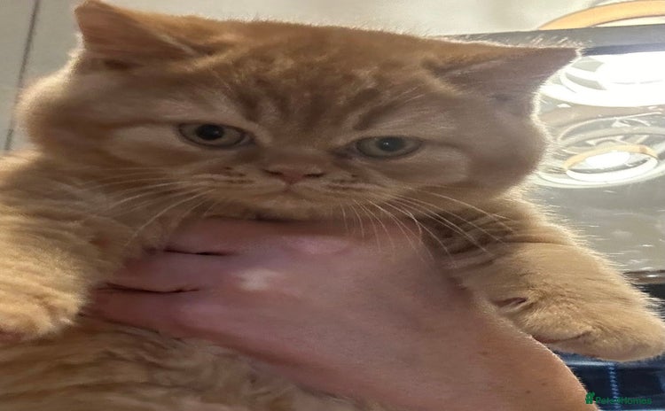 British Shorthair cats - Advert 12