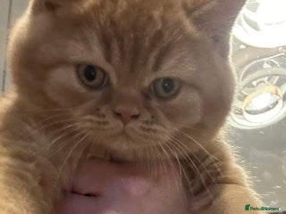 British Shorthair cats for sale - Advert 1