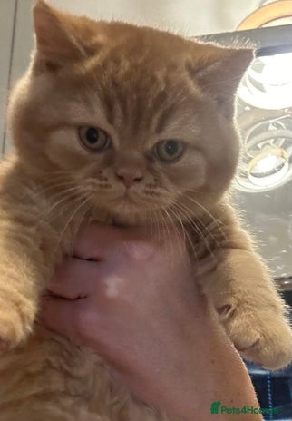 British Shorthair cats - Advert 12