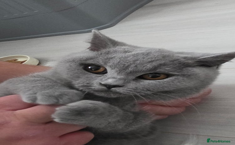 British Shorthair cats - Advert 14