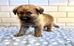 German Shepherd dogs for sale: KC Registered German Shepard Babies 🐾🐾🐾 - Image 8