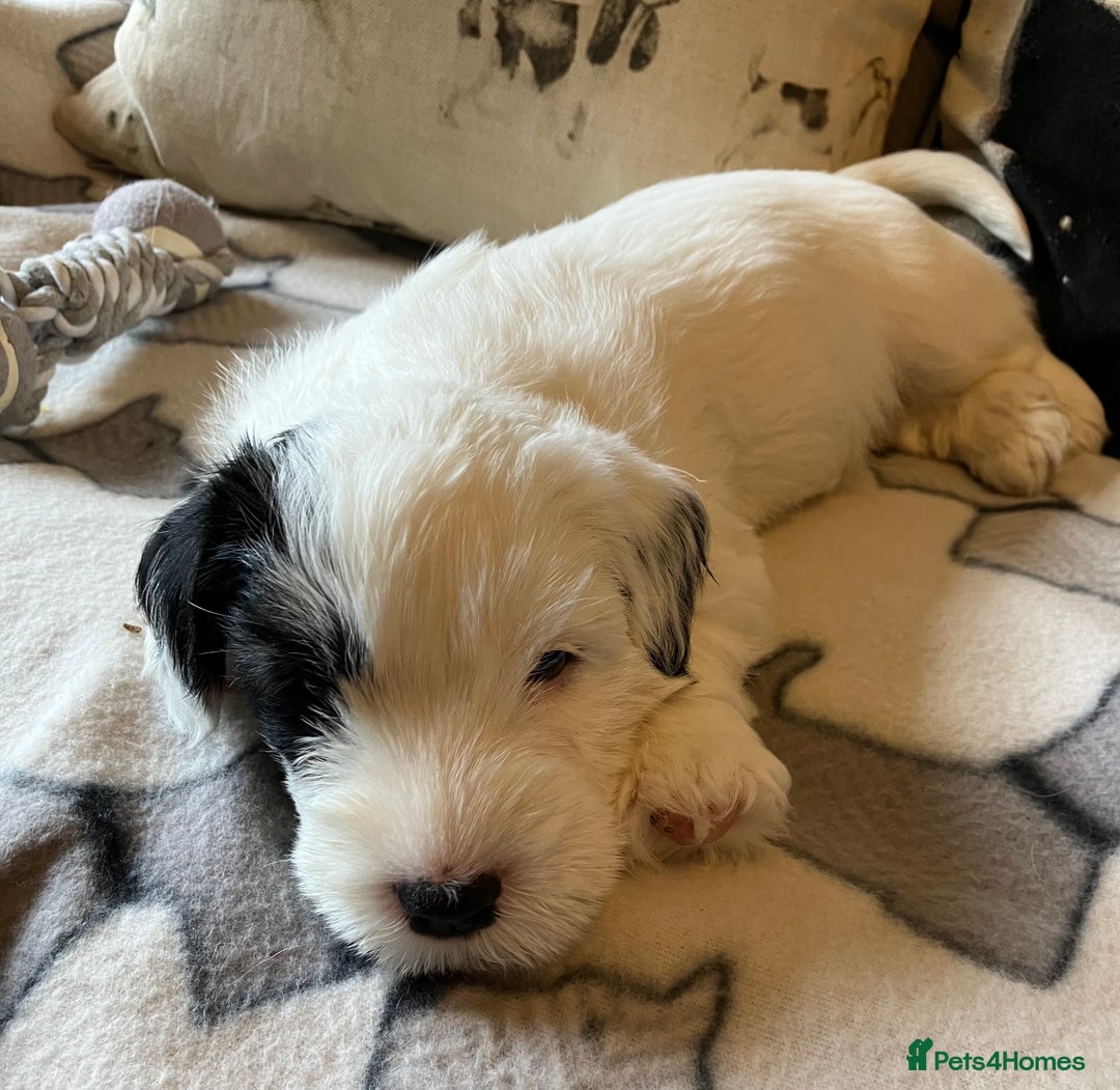 Sealyham Terrier dogs for sale: Quality KC registered Sealyham Terrier pups - Image 15