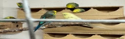 Budgerigars birds for sale: Budgies , mixed colours early 2025 birds - Advert 4