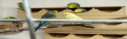 Budgerigars birds for sale: Budgies , mixed colours early 2025 birds - Advert 4