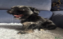 Lhasa Apso dogs for sale: Lhasa Apso Puppies – Tiny Tails, Big Hearts! - Image 19