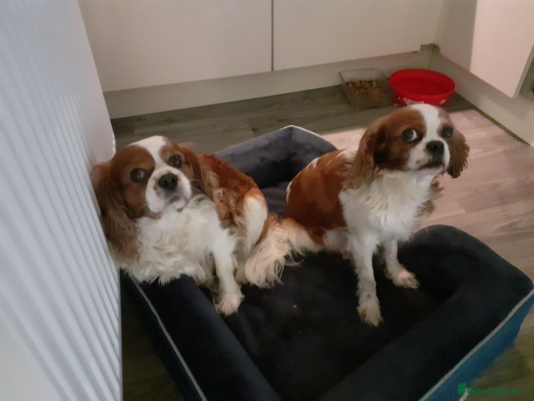 Cavalier King Charles Spaniel dogs for sale: Cavalier King Charles Spaniel  - Advert 1