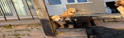 Cocker Spaniel dogs for sale: 1 puppy remaining cocker spaniels ready 07/05 - Advert 8