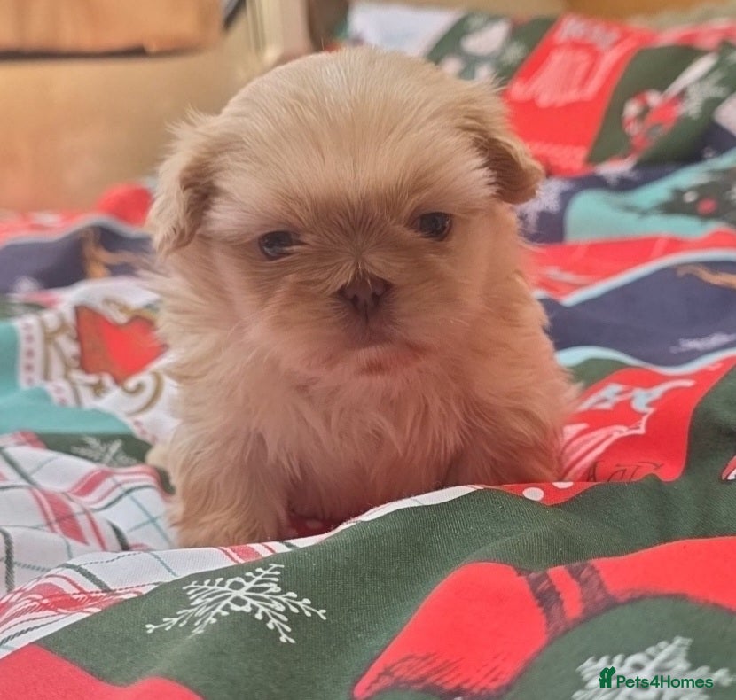 Shih Tzu dogs Gorgeous Imperial boy looking for his new family - Advert 4