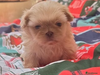 Shih Tzu dogs Gorgeous Imperial boy looking for his new family - Advert 3