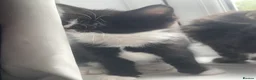 Mixed Breed cats for sale: 2 kittens for sale - Advert 5