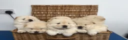 Chow Chow dogs for sale: DWKC CHOW CHOW MALE PUPS  - Advert 2